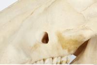 Skull Boar - Sus scrofa 0016
